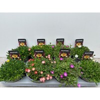 Delosperma cooperi gemengde kleuren | verkoop per stuk | ca. 10 cm hoog | In 14 cm pot | Zonminnende ijsbloem