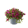 Delosperma cooperi gemengde kleuren | verkoop per stuk | 14 cm pot | ca. 10 cm hoog