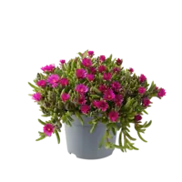 Delosperma cooperi gemengde kleuren | verkoop per stuk | ca. 10 cm hoog | In 14 cm pot | Zonminnende ijsbloem