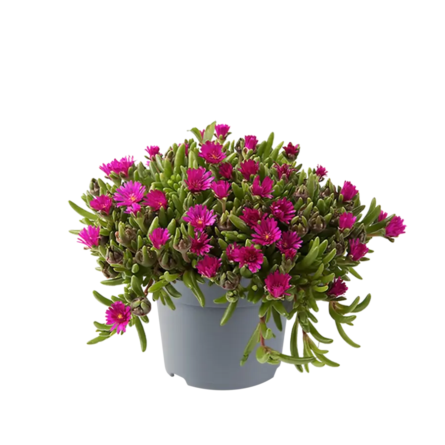 Delosperma cooperi gemengde kleuren | verkoop per stuk | ca. 10 cm hoog | In 14 cm pot | Zonminnende ijsbloem
