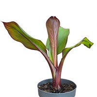 Ensete ventricosum 'Maurelii' | Rode sierbanaan | 55 cm hoog | In 14 cm pot