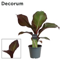 Ensete ventricosum 'Maurelii' | Rode sierbanaan | 55 cm hoog | In 14 cm pot