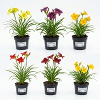 Hemerocallis gemengde kleuren (daglelie) | Per stuk | Ca. 20 tot 35 cm hoog | In 17 cm pot | Winterharde vaste plant