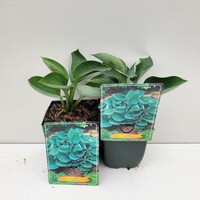 Hosta 'Big Daddy' | Hartlelie met blauwgroen blad | 10 tot 20 cm hoog | In 11 cm pot
