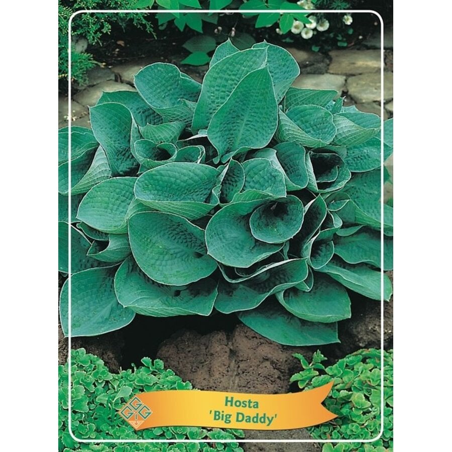 Hosta 'Big Daddy' | Hartlelie met blauwgroen blad | 10 tot 20 cm hoog | In 11 cm pot