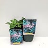 Hosta 'Blue Cadet' | 10 tot 20 cm hoog | 11 cm pot