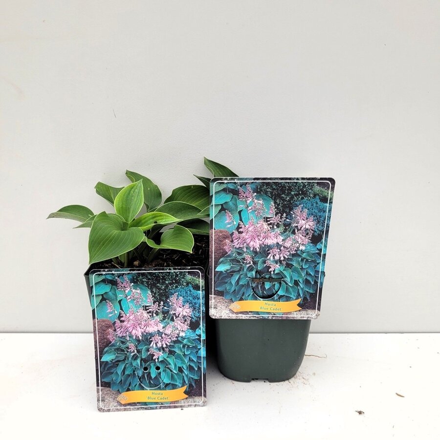 Hosta 'Blue Cadet' | Hartlelie met blauwgroen blad | 10 tot 20 cm hoog | In 11 cm pot