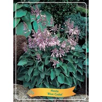 Hosta 'Blue Cadet' | Hartlelie met blauwgroen blad | 10 tot 20 cm hoog | In 11 cm pot