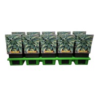 Hosta Catherine | Hartlelie | 11 cm pot | ca. 10 tot 20 cm hoog | Schaduwplant