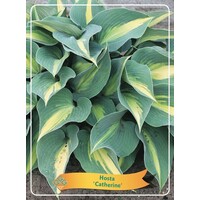 Hosta Catherine | Hartlelie | 11 cm pot | ca. 10 tot 20 cm hoog | Schaduwplant