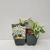 Hosta 'Firn Line' | 11 cm pot