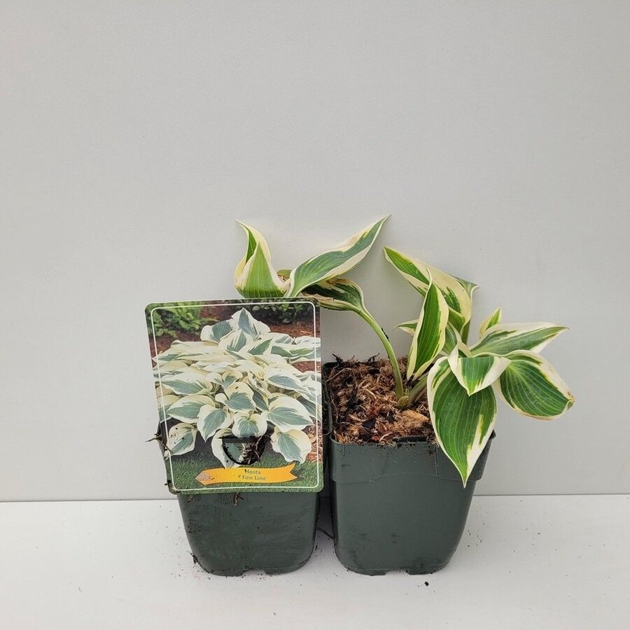 Hosta 'Firn Line' | Hartlelie met blauwgroen blad | In 11 cm pot