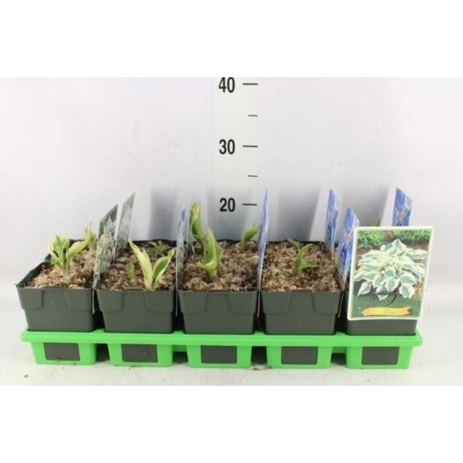 Hosta 'Firn Line' | Hartlelie met blauwgroen blad | In 11 cm pot