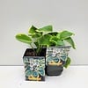 Hosta 'Frances Williams' | 11 cm pot