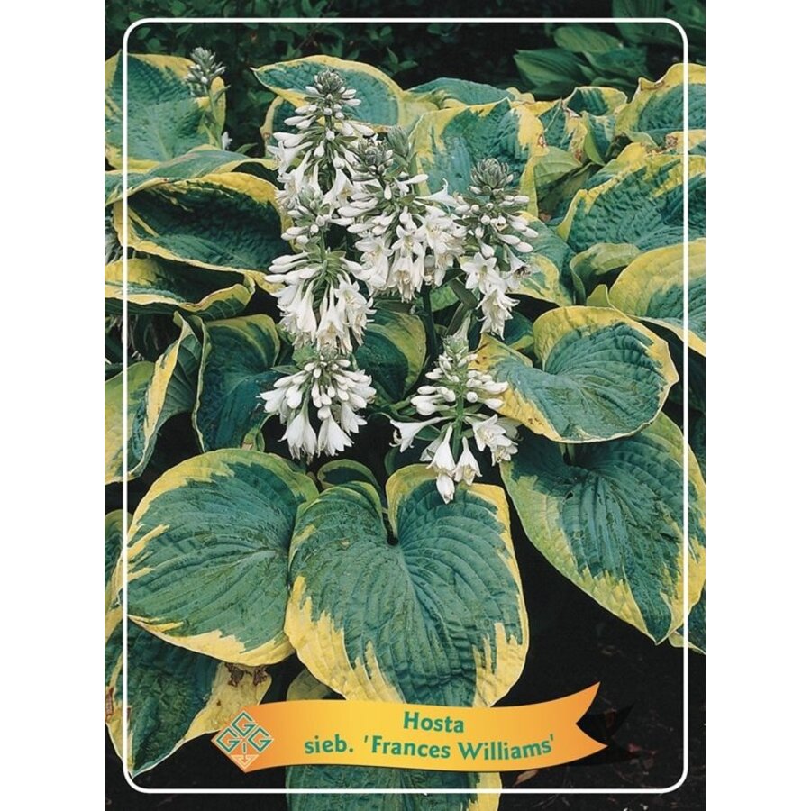 Hosta 'Frances Williams' | 11 cm pot | Sterke schaduwplant voor tuin en border