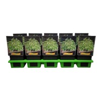 Hosta 'Frozen Margarita' | Hartlelie | 11 cm pot | ca. 10 tot 20 cm hoog