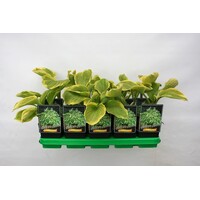 Hosta 'Frozen Margarita' | Hartlelie | 11 cm pot | ca. 10 tot 20 cm hoog