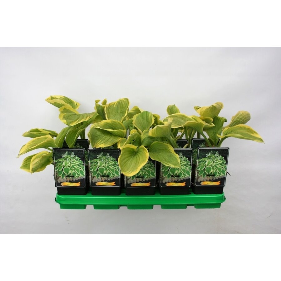 Hosta 'Frozen Margarita' | Hartlelie | 11 cm pot | ca. 10 tot 20 cm hoog