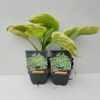 Hosta 'Frozen Margarita' | Hartlelie | 11 cm pot | ca. 10 tot 20 cm hoog