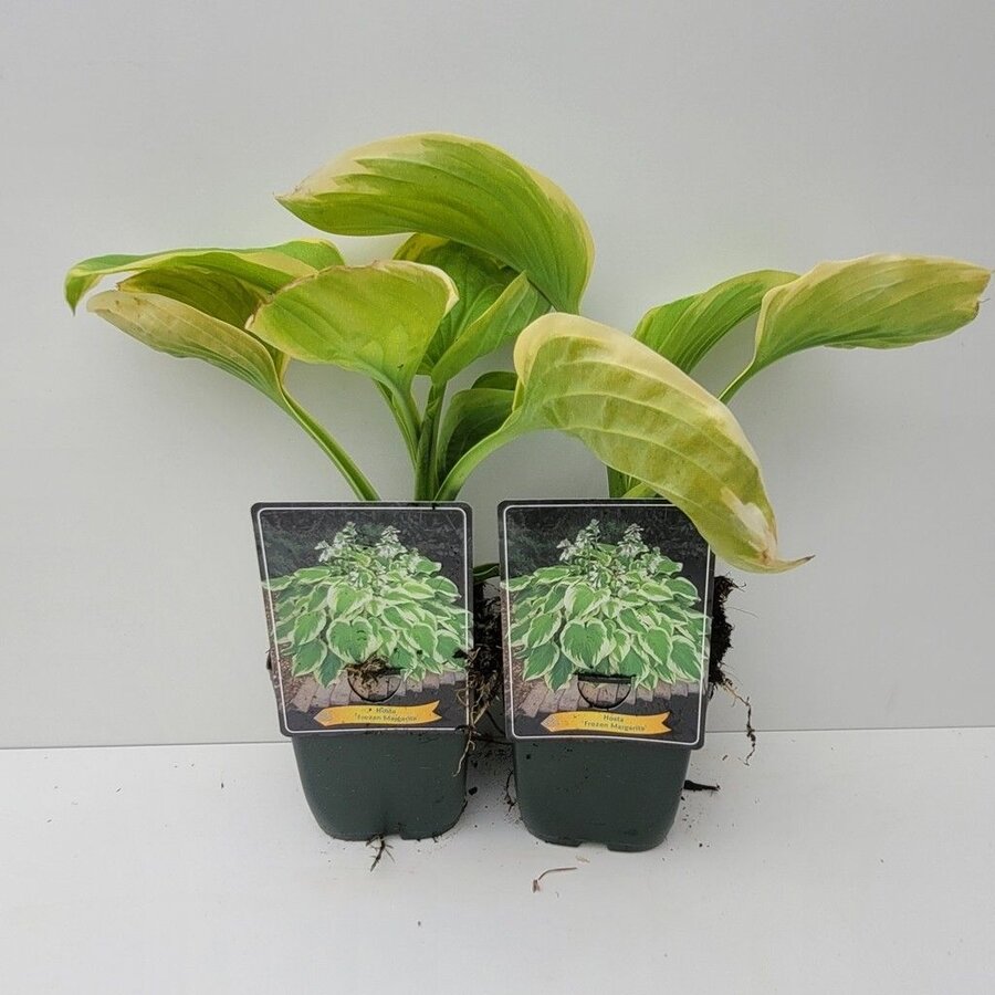 Hosta 'Frozen Margarita' | Hartlelie | 11 cm pot | ca. 10 tot 20 cm hoog