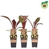 Musa Ensete Maurelli | rode bananenplant | 50 cm hoog | 15 cm pot