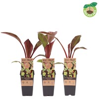 Musa Ensete Maurelli | rode sierbanaan | ca. 50 cm hoog | In 15 cm pot | tropische kuipplant