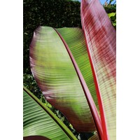 Musa Ensete Maurelli | rode sierbanaan | ca. 50 cm hoog | In 15 cm pot | tropische kuipplant