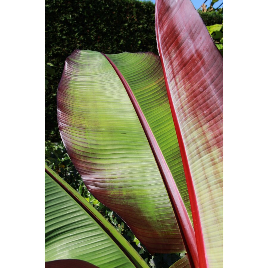 Musa Ensete Maurelli | rode sierbanaan | ca. 50 cm hoog | In 15 cm pot | tropische kuipplant