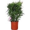 Nerium oleander diverse kleuren | 80 cm hoog | 27 cm pot | per stuk