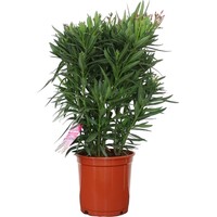 Nerium oleander diverse kleuren | 80 cm hoog | In 27 cm pot | Mediterrane kuipplant per stuk