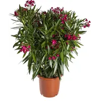 Nerium oleander diverse kleuren | 80 cm hoog | In 27 cm pot | Mediterrane kuipplant per stuk