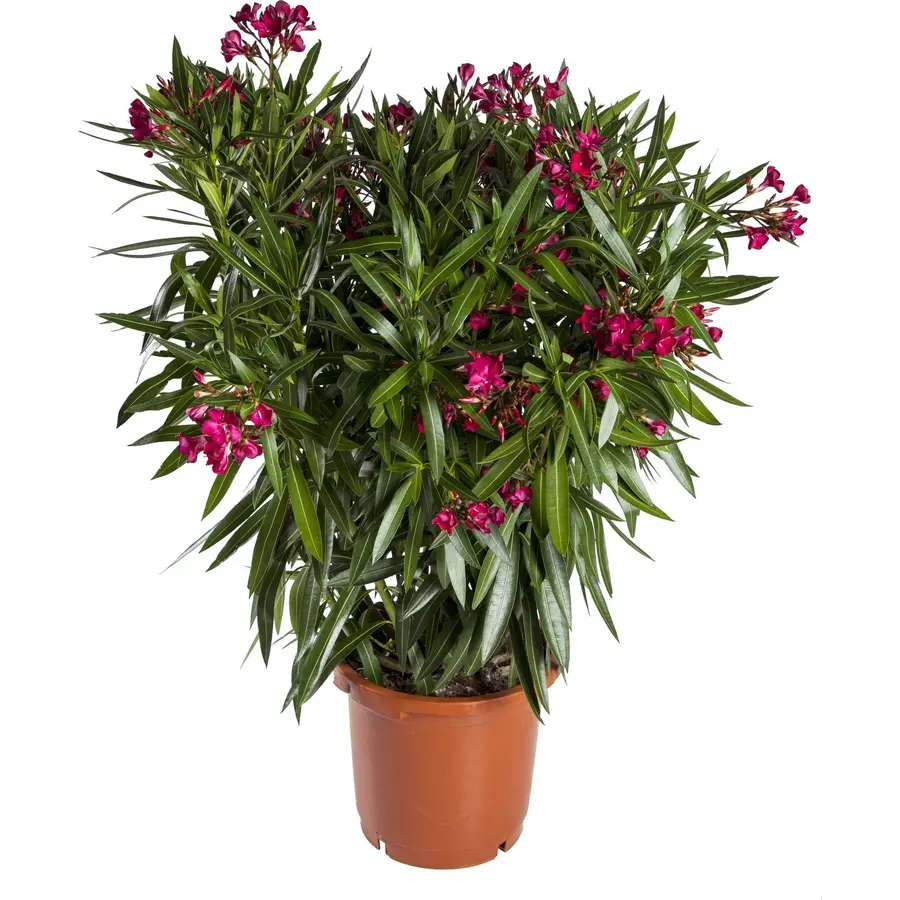 Nerium oleander diverse kleuren | 80 cm hoog | In 27 cm pot | Mediterrane kuipplant per stuk