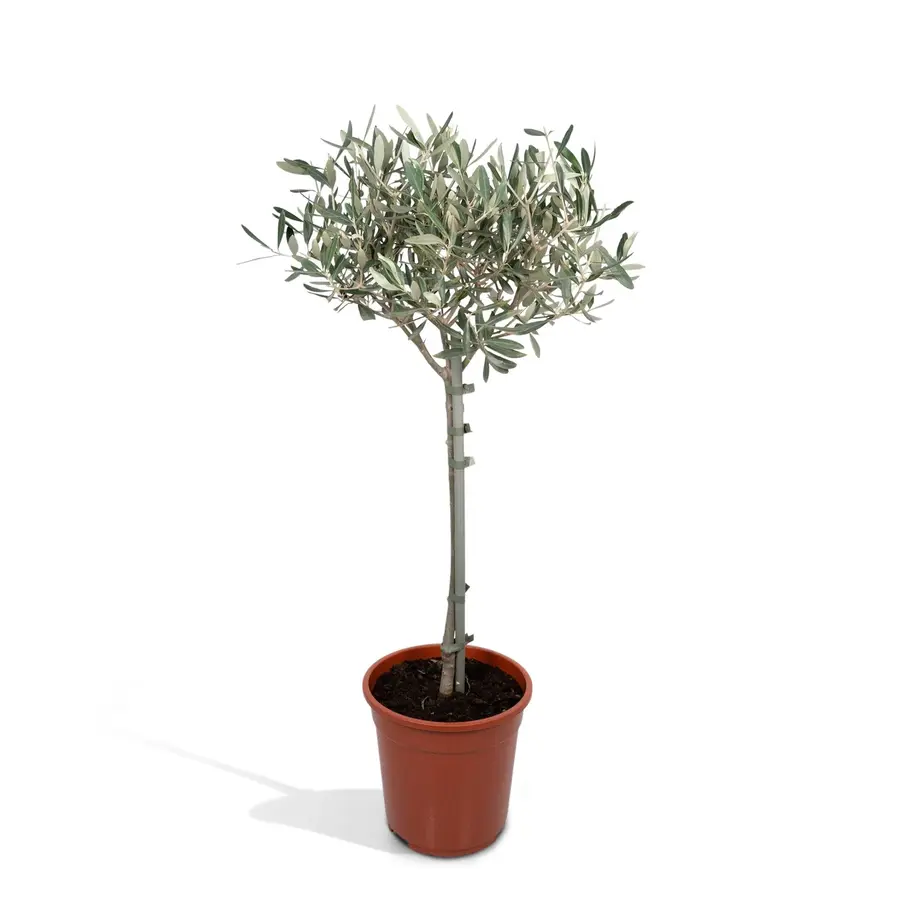 Olea europaea olijfboom op stam | 105 cm hoog | In 21 cm pot | Mediterrane tuinplant