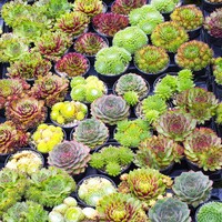 Sempervivum gemengd | Huislook mix in 5,5 cm pot | 3 tot 6 cm hoog | Verschillende soorten | Verkoop per stuk