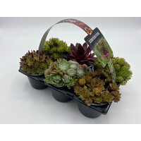 Sempervivum mix tray | 6 verschillende huislook planten in 1 koop | 9 cm pot | 5 tot 10 cm hoog