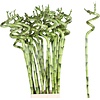 Dracaena sanderiana Lucky Bamboo spiraal | 60 cm hoog