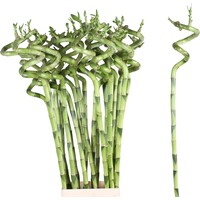 Dracaena sanderiana Lucky Bamboo spiraal | 60 cm hoog | decoratieve terrariumplant en kamerplant