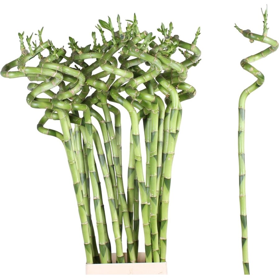 Dracaena sanderiana Lucky Bamboo spiraal | 60 cm hoog | decoratieve terrariumplant en kamerplant