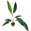 Musa Florida Variegata | 17 cm pot | 40 cm hoog