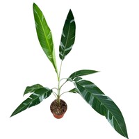 Musa Florida Variegata bananenplant | 17 cm pot | leveringhoogte 40 cm | bont blad | terrarium- en kamerplant | ook geschikt als kuipplant