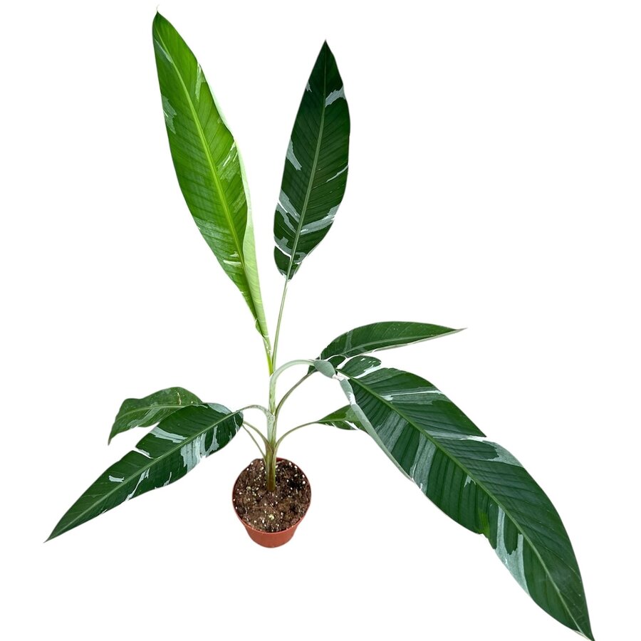 Musa Florida Variegata bananenplant | 17 cm pot | leveringhoogte 40 cm | bont blad | terrarium- en kamerplant | ook geschikt als kuipplant