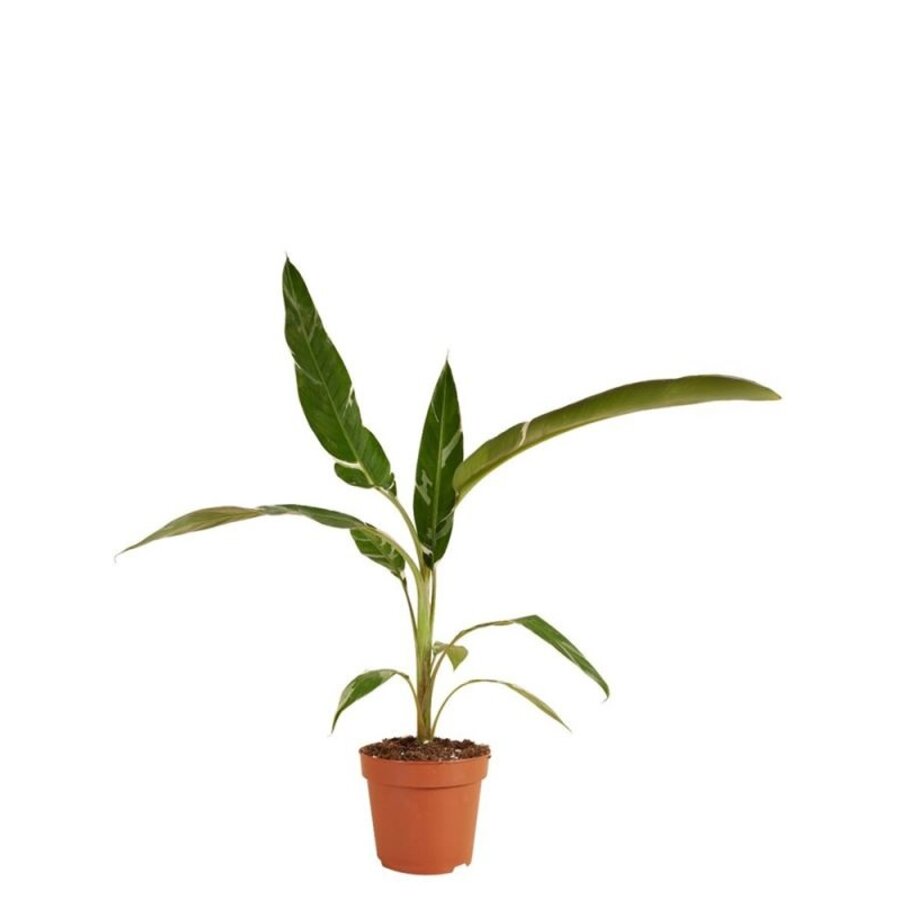 Musa Florida Variegata bananenplant | 17 cm pot | leveringhoogte 40 cm | bont blad | terrarium- en kamerplant | ook geschikt als kuipplant