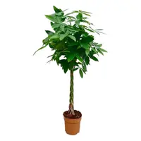 Pachira aquatica geldboom | Terrarium- en kamerplant | Pot 24 cm | Hoogte 110 cm