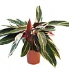 Stromanthe sanguinea 'Triostar' | 12 cm pot | 40 cm hoog