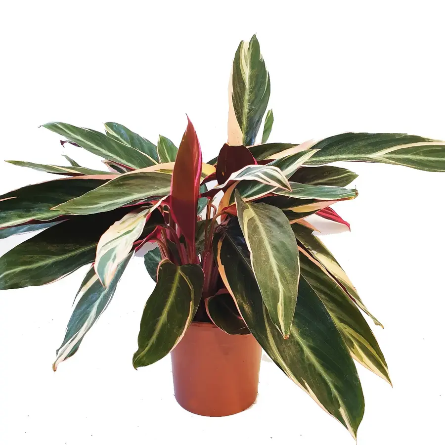 Stromanthe sanguinea 'Triostar' terrarium en kamerplant | 12 cm pot | circa 40 cm hoog
