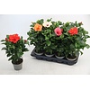 Hibiscus rosa-sinensis 'Sunny' diverse kleuren | 55 cm hoog | 17 cm pot | verkoop per stuk