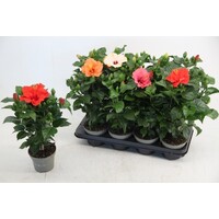 Hibiscus rosa-sinensis 'Sunny' diverse kleuren | 55 cm hoog | In 17 cm pot | Kuipplant of kamerplant | Verkoop per stuk