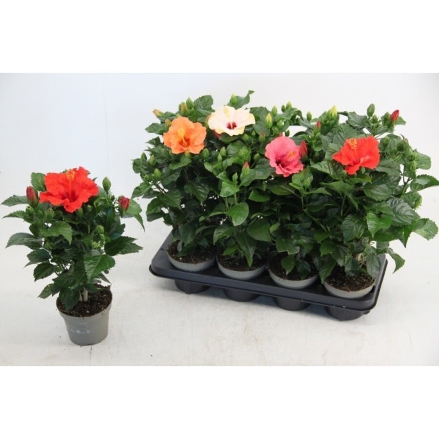 Hibiscus rosa-sinensis 'Sunny' diverse kleuren | 55 cm hoog | In 17 cm pot | Kuipplant of kamerplant | Verkoop per stuk