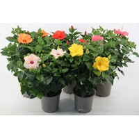 Hibiscus rosa-sinensis 'Sunny' diverse kleuren | 55 cm hoog | In 17 cm pot | Kuipplant of kamerplant | Verkoop per stuk