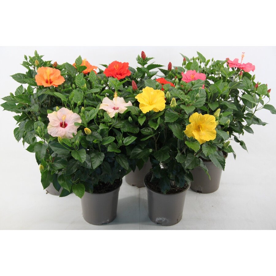 Hibiscus rosa-sinensis 'Sunny' diverse kleuren | 55 cm hoog | In 17 cm pot | Kuipplant of kamerplant | Verkoop per stuk